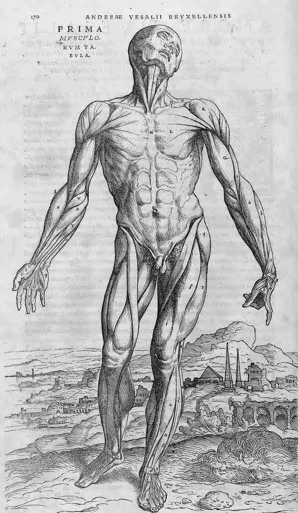 Illustration from De Humani Corporis Fabrica by Andreas Vesalius
