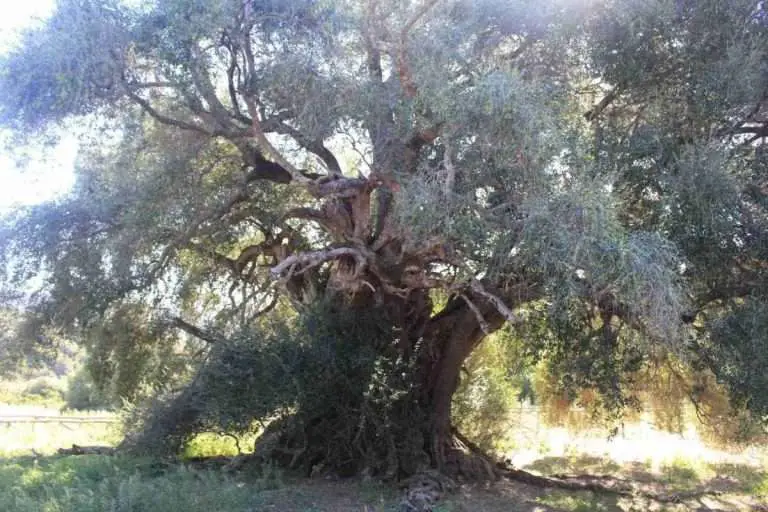 Three Trees That Tell a Story of Sardinia