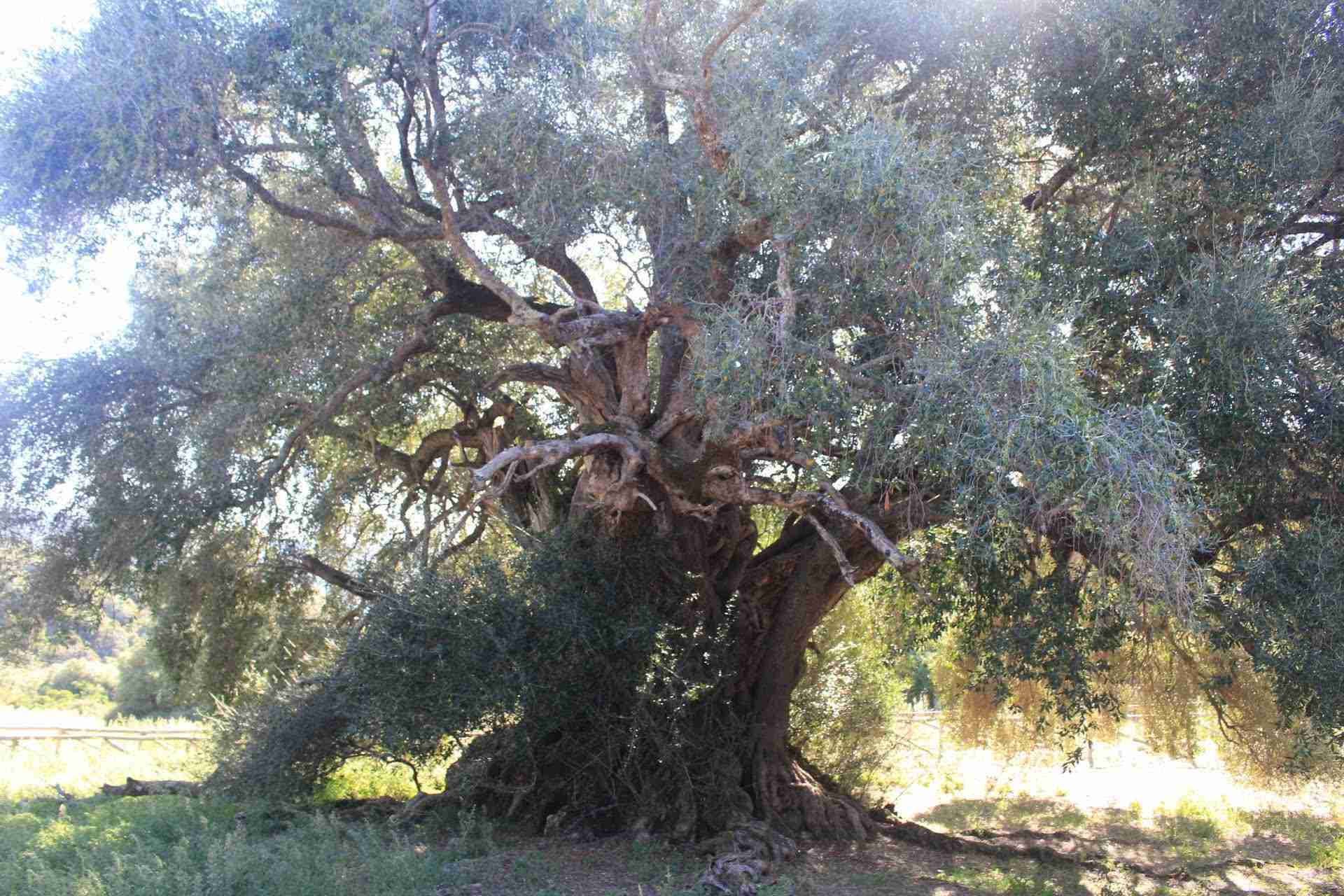 ancient olive tree sardinia