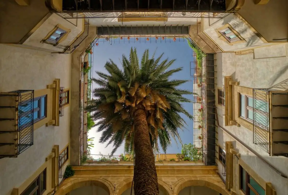 green palm tree in the middle of the building