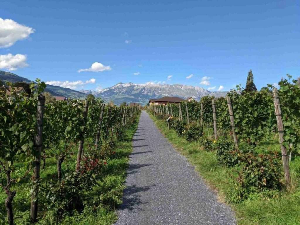 Tuscan Wine Picks From Epicurious
